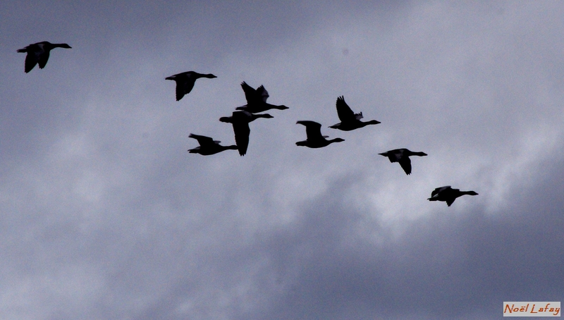 Oies cendrees___.JPG - Aiguamolls 12/2015